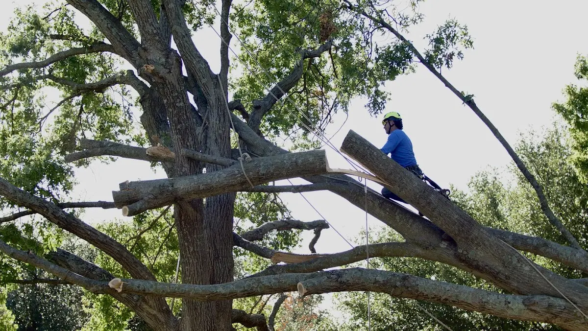 Professional Hazardous Tree Removal performed by certified arborists in Barnard